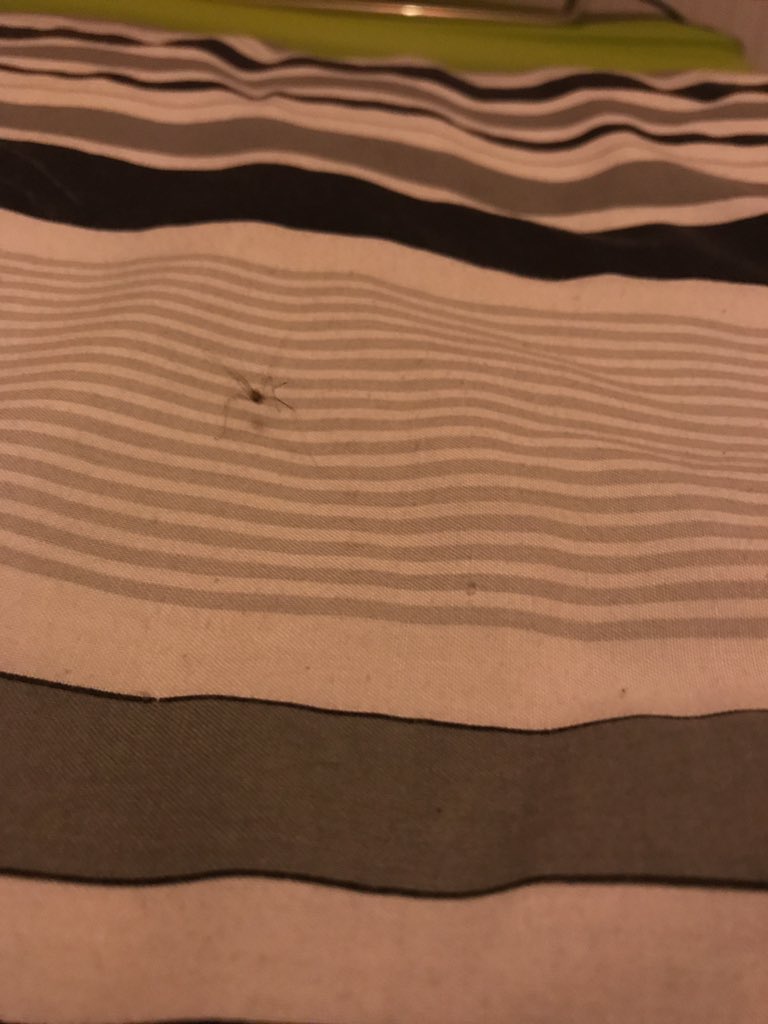 jackgriffiths78's tweet photo. @kieranbarclay As I read that Shelob's kiddo from LOTR crawled on my bed... https://t.co/ggRGJYDj6I