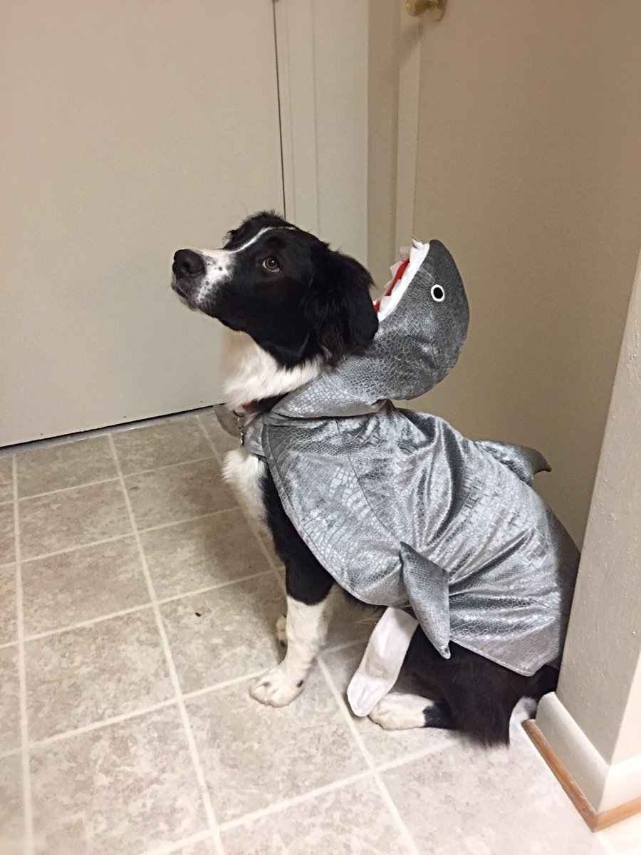 EagleWilly22's tweet photo. Rare photos of a smooth houndshark before feeding! #BarkWeek #BarkAttack 🦈🌊🐾🐶 Whatcha think @dog_rates? https://t.co/nWrwjGpYNv