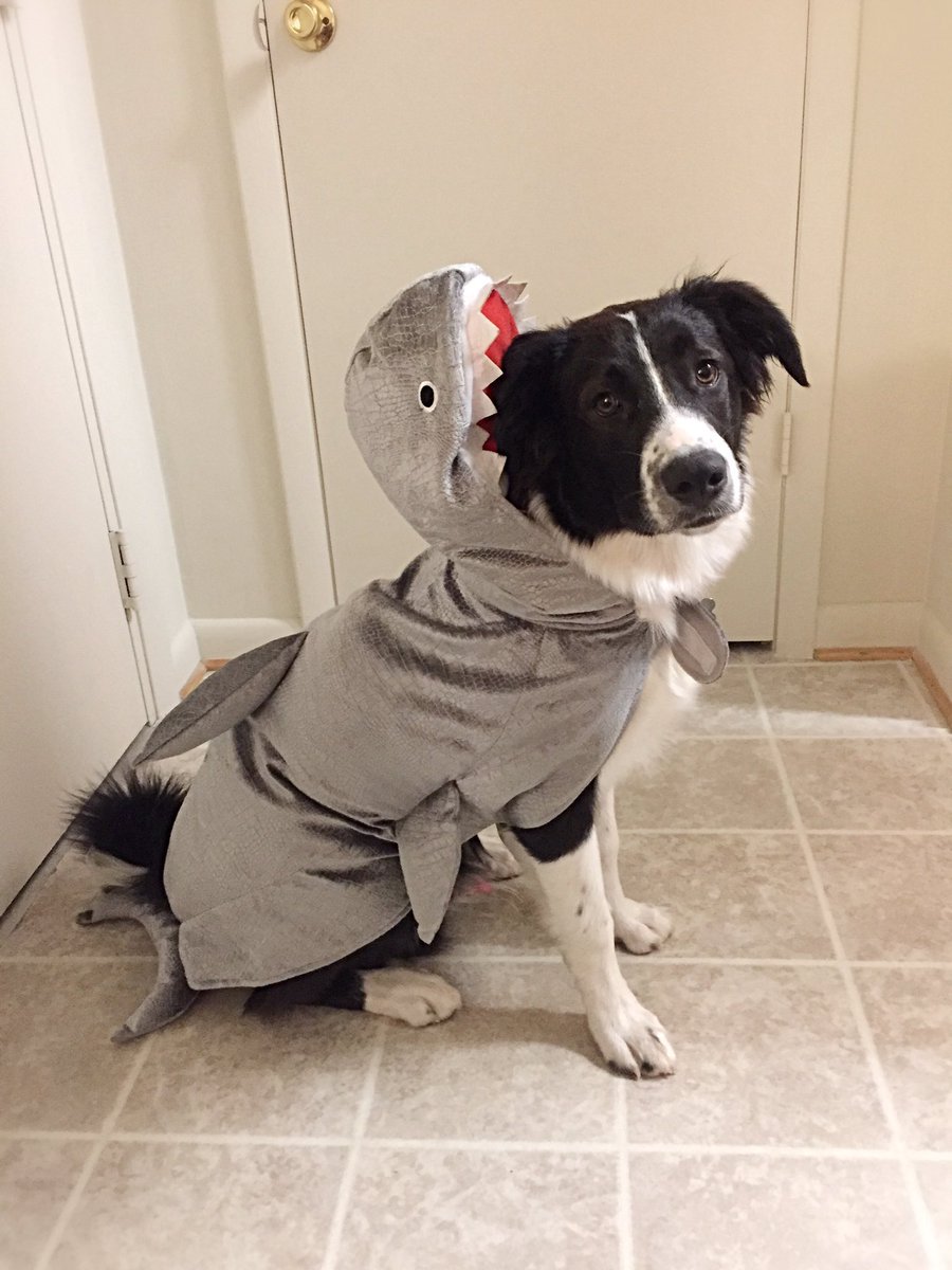 EagleWilly22's tweet photo. Rare photos of a smooth houndshark before feeding! #BarkWeek #BarkAttack 🦈🌊🐾🐶 Whatcha think @dog_rates? https://t.co/nWrwjGpYNv