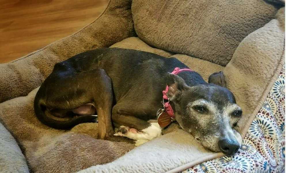 #Mondays - Margie feels your pain.... more info on Margie and our other available pups on our website  #rescuedog igrescuegulfcoast.org/adopt.htm