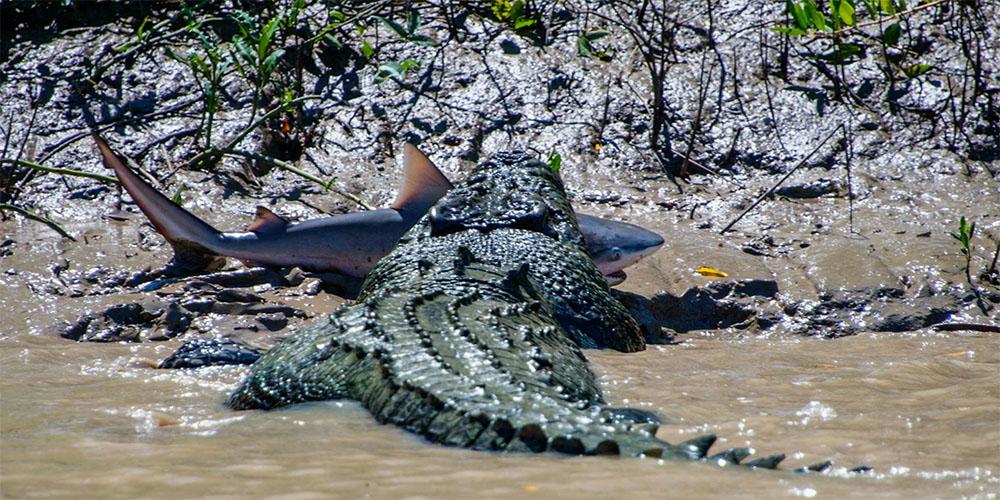 NatGeoAnimals's tweet photo. The saltwater croc has the strongest recorded bite force of any animal #SharkvsPredator https://t.co/uYHN1l5LIt