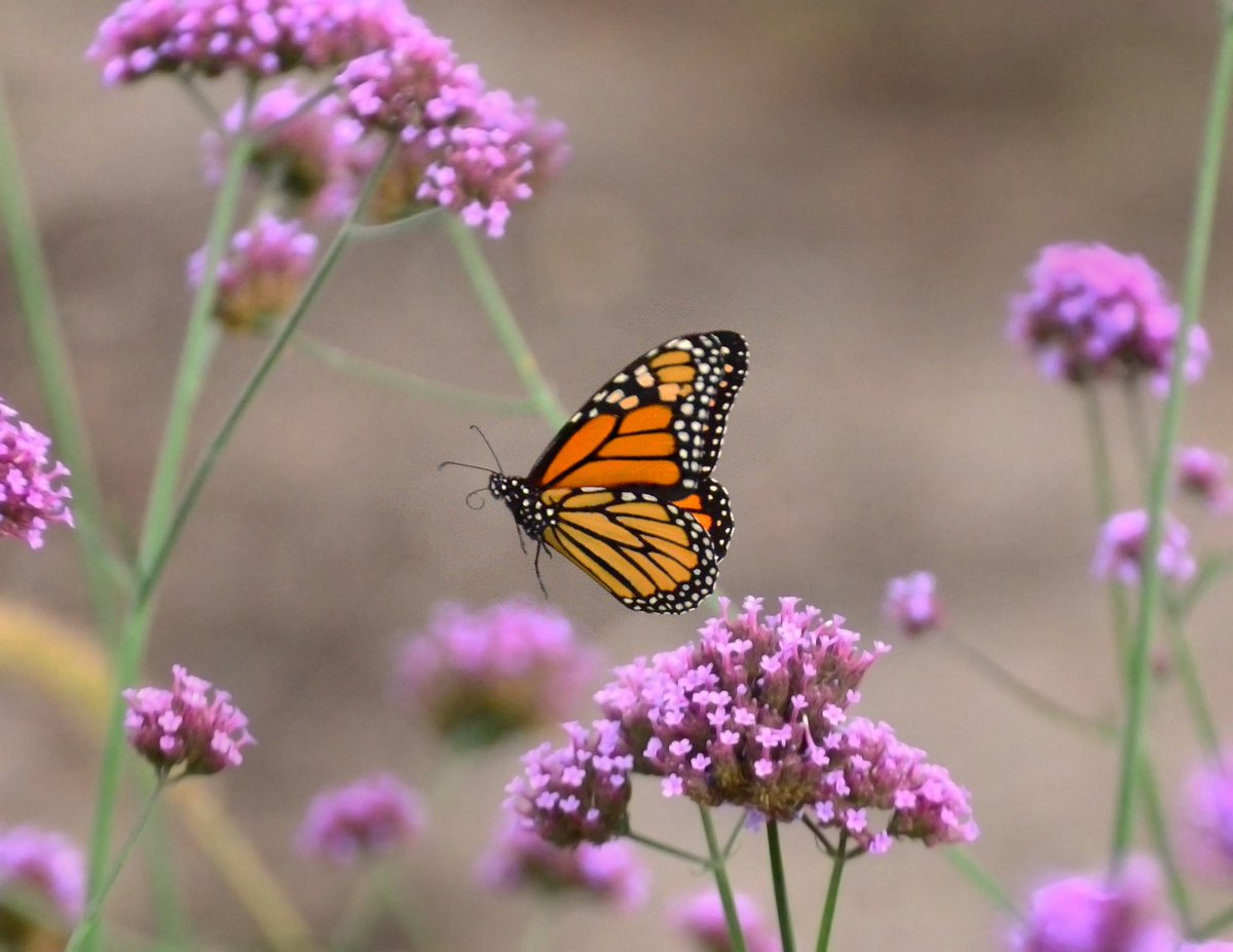 FactualAnimal's tweet photo. A monarch butterfly with darker orange/red wings can fly for longer distances &amp; time periods than a monarch with lighter yellowy wings. https://t.co/CT95VSSUYn
