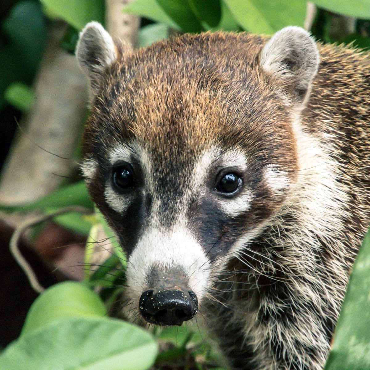 GatitoFilosofo's tweet photo. Den like you sigan a este tipo pequeño Coati 
https://t.co/RUV922wVNP https://t.co/Z8PsteeY3g