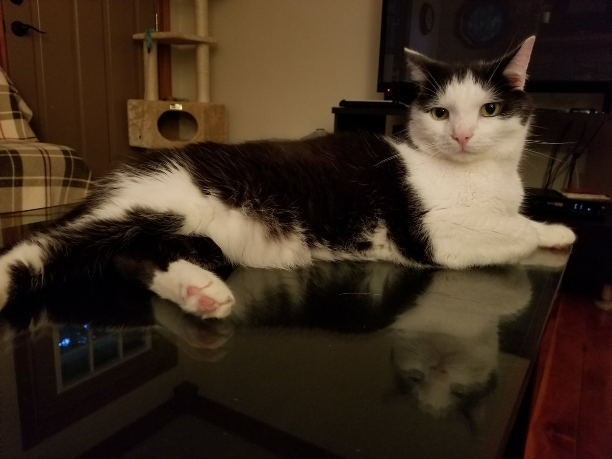 DjMiloKat's tweet photo. Never miss a sunday show! #mypetcat #oliver #catsofcouchtour #phish #bakersdozen #couchtour https://t.co/ACoHBuU6w6