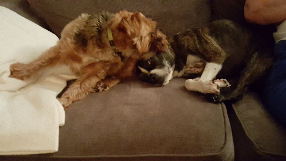 KatduffKd's tweet photo. @Ptbo_Canada My mutts #PetsofPtbo https://t.co/JHDMR4ipdW