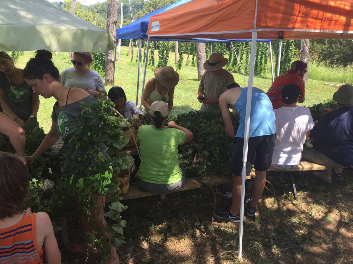 KnoxHops865's tweet photo. Great times at harvest https://t.co/ofDvelynqW