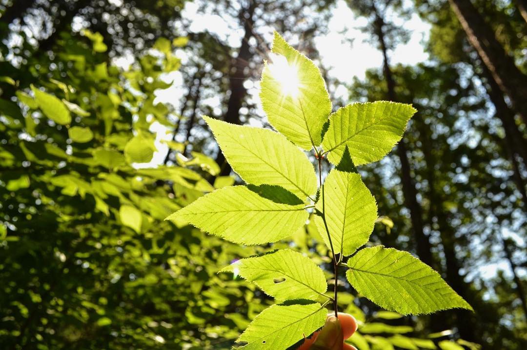harvard_sustain's tweet photo. Catch up with students from @Harvard, and beyond, on what they're discovering in the @HarvardForest this summer https://t.co/ucaxxAE9CZ https://t.co/MQdQgY862Z