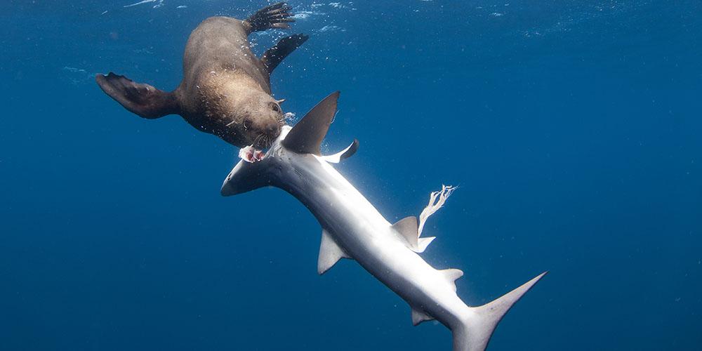 NatGeoAnimals's tweet photo. Sea lions aren't always prey for sharks #SharkvsPredator https://t.co/7KgikyIwnM