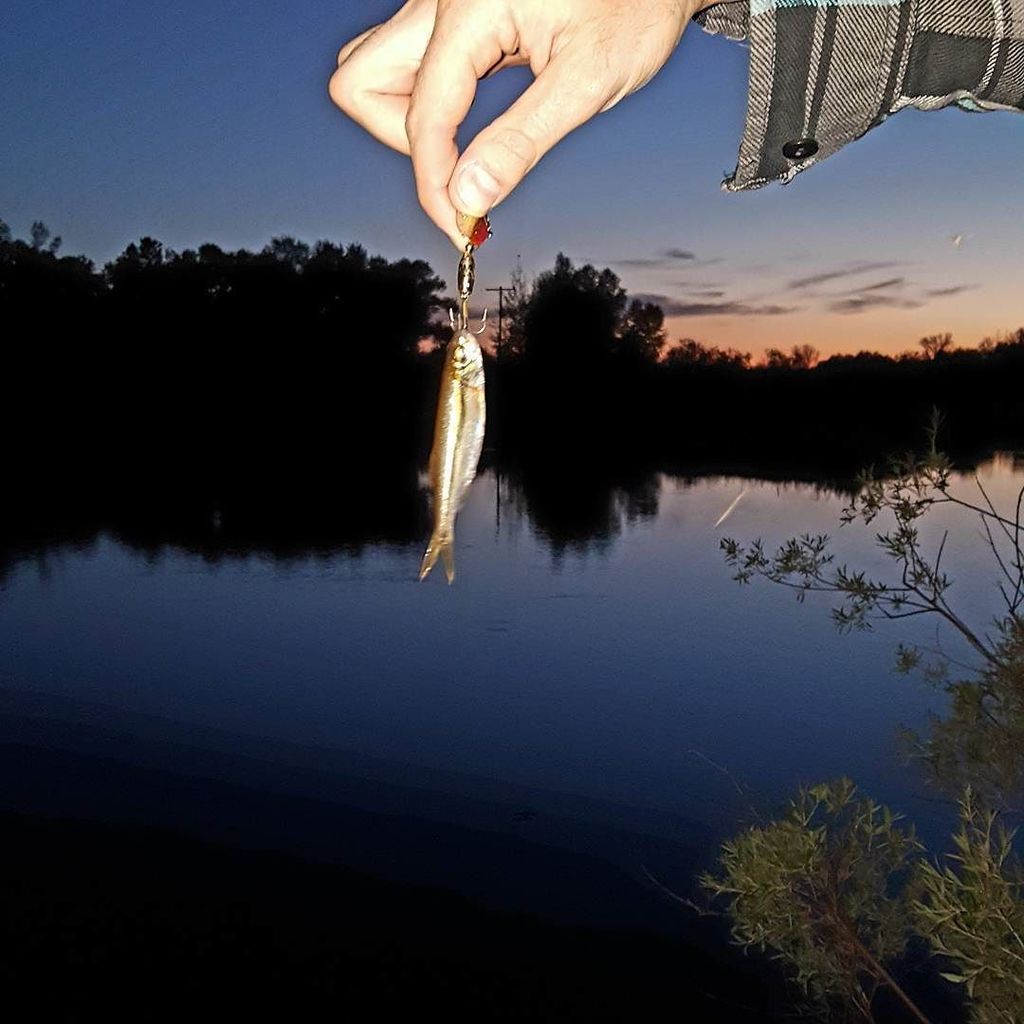 JackStylezMusic's tweet photo. An epic catch of the day lol! https://t.co/gFbpRqTL6W https://t.co/UW3x2jHIED