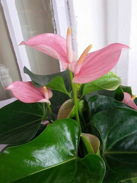 #उषा_स्वस्ति
(Anthurium also known as tailflower, flamingo flower and laceleaf)