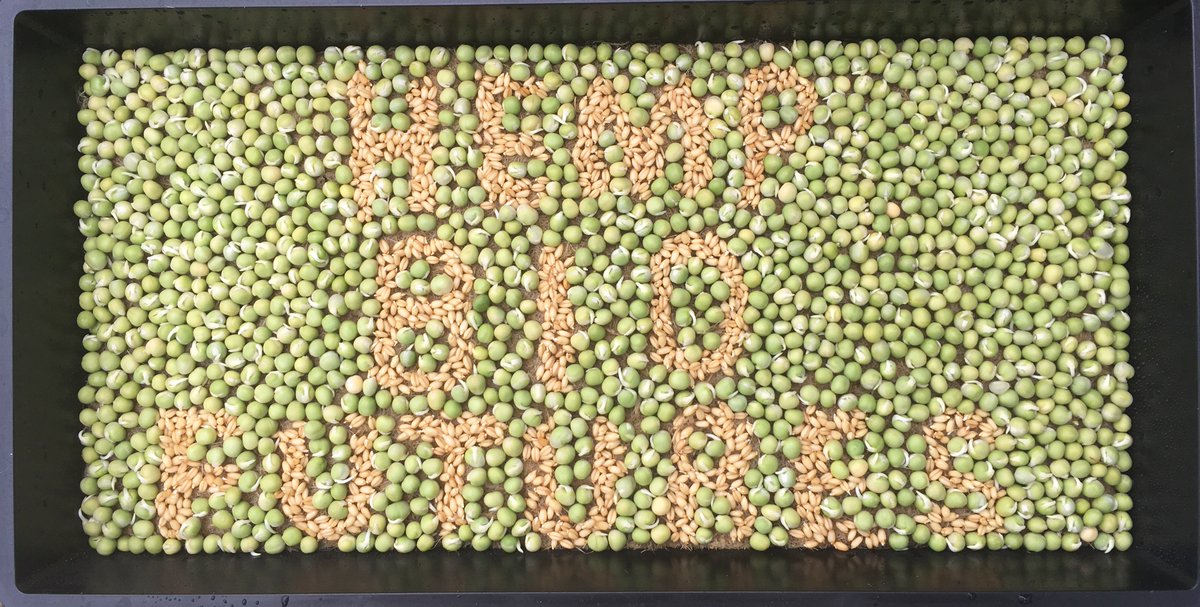 Terrafibre's tweet photo. Getting a little creative with our greens on the hemp grow mats. Progress pics to follow. #hemp # microgreens #funandhealthy https://t.co/VTHhf8fOlc