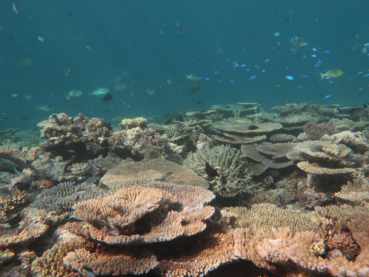 CoralReefs_UQ's tweet photo. PhD student Matt @MMelloAthayde is looking for a diver to #volunteer on Heron Island, #GBR in August. Get in touch w/ Matt for more info! https://t.co/BrCqOYJlU2
