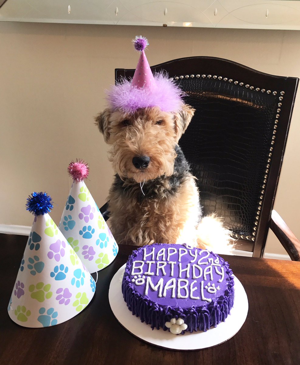 mabelthewelsh's tweet photo. I'm 2 today! 🎈 #dogbirthdaycake https://t.co/XJdSsfLGDZ