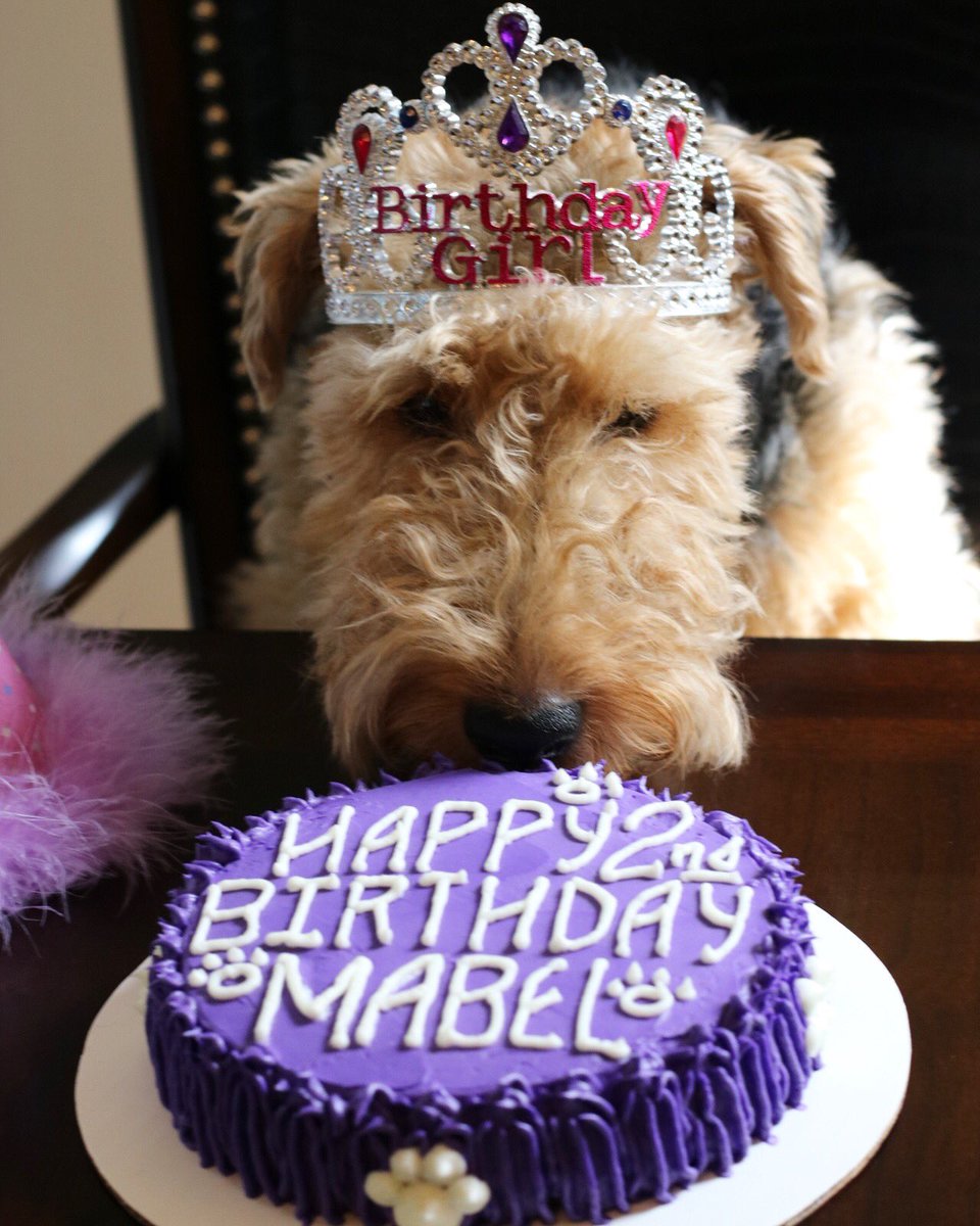mabelthewelsh's tweet photo. My delicious bday cake from ARF! Barking Fresh! You can find them in Bentley's Pet Stuff @SouthportCor https://t.co/NuEYmj2QXl