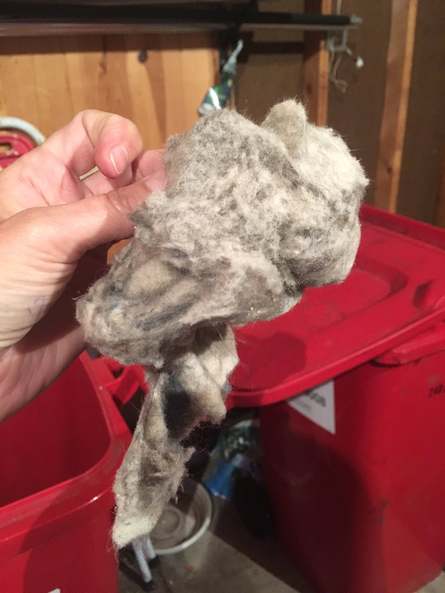valentinedonna's tweet photo. Recycling or Regular garbage? #BellyButtonLint https://t.co/fJvw0gr8np