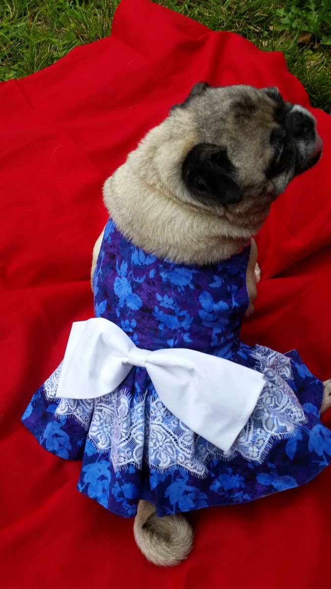 CaymusPug's tweet photo. @otisthepugwalsh Next year! Missed your smiling faces
#pugprom2017 https://t.co/bAib6AHcsY