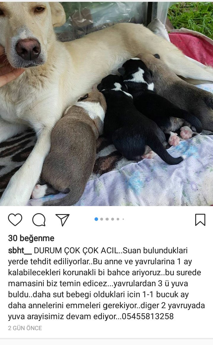 Leylaltn's tweet photo. ANNE ve YAVRULARI ÖLDÜRECEKLER😢1AY KALACAKLARI GÜVENLİ BAHÇE🙏3YAVRU YUVA BULDU;2YAVRU YUVA ARIYOR❗ÖLMESİNLER😔#Katamonu 05455813258 @EsraLcL https://t.co/6CgAiFUsyH