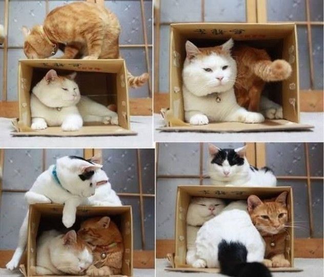 ShroinderCat's tweet photo. Schrödinger didn't see this coming... multiple cats in a box! https://t.co/PdmOu0DRBo