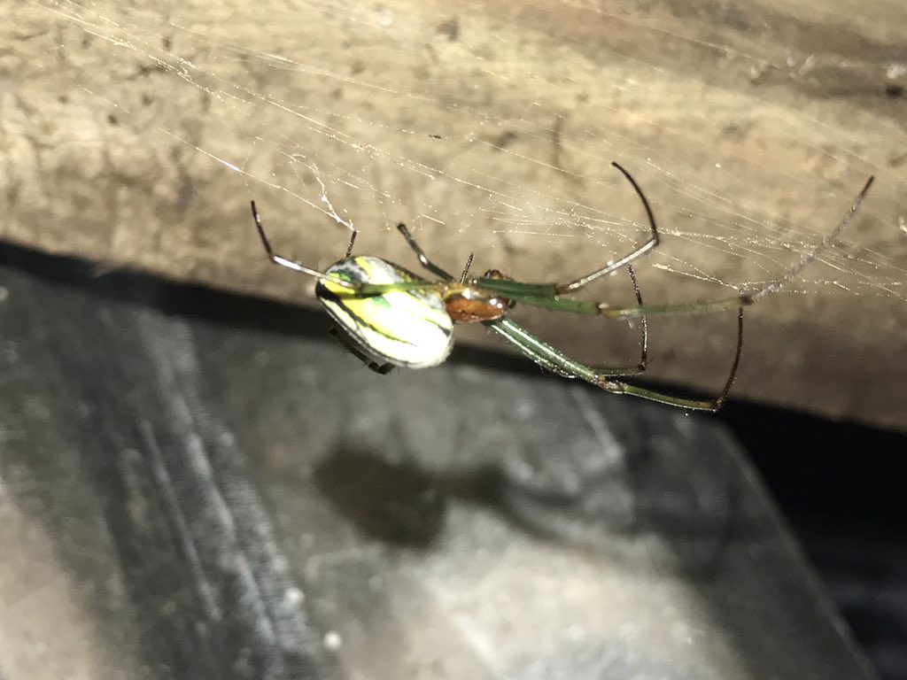 sjbscience's tweet photo. Some of the locals in Borneo. https://t.co/wjxeYXjR5h