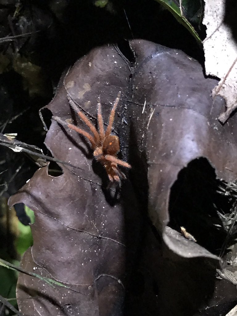 sjbscience's tweet photo. Some of the locals in Borneo. https://t.co/wjxeYXjR5h
