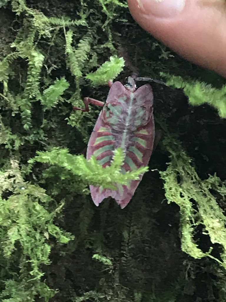 sjbscience's tweet photo. Some of the locals in Borneo. https://t.co/wjxeYXjR5h
