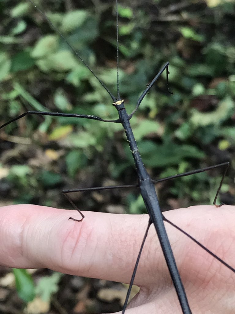 sjbscience's tweet photo. Some of the locals in Borneo. https://t.co/wjxeYXjR5h