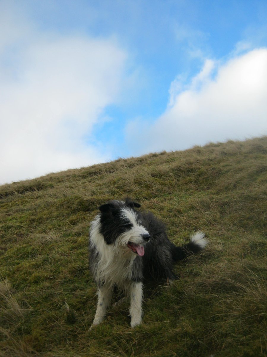 BHeritageFest's tweet image. SHEEP DOG DEMONSTRATION | #BHeritageF17
THU 7 SEP 7.15pm sheep dog demo £10p/p (8pm Hog Roast £12) ow.ly/uwbw30dJq8c
@CringletieHouse