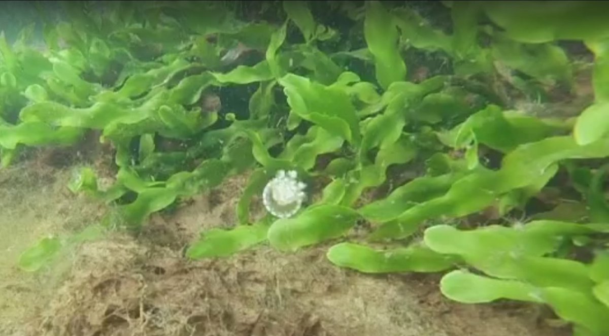 Más lío: nueva medusa vista en el mar Menor por la Asociación Hippocampus. Cassiopea es tropical y conocida invasora
elclickverde.com/reportajes/una…
