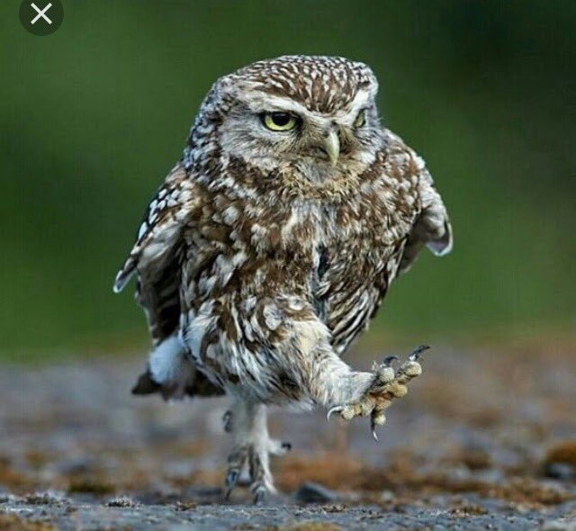 oakclass_2016's tweet photo. Who's ready for their last day in @oakclass_2016 we have lots of South American activities planned. #blogging #byebyeowls #byebyesquirrels https://t.co/qz02kJ7zm8