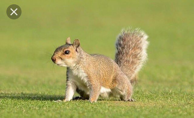 oakclass_2016's tweet photo. Who's ready for their last day in @oakclass_2016 we have lots of South American activities planned. #blogging #byebyeowls #byebyesquirrels https://t.co/qz02kJ7zm8