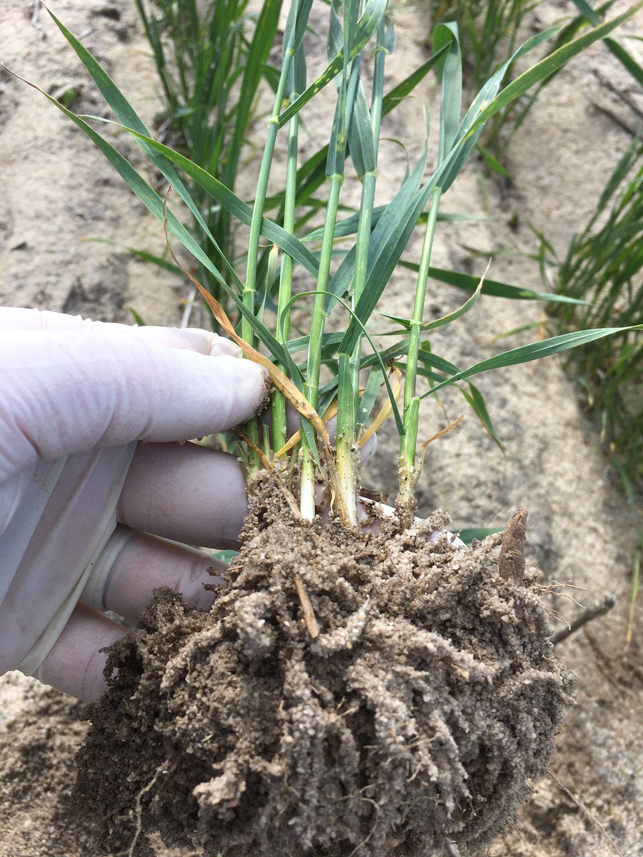 Wheatbeltnrm's tweet photo. Chris Kennedy collecting #tissue_samples & #soil_samples ready for analysis at the Sadler property near Wongan Hills. #Nutrient_management https://t.co/3RSP4FTSMb