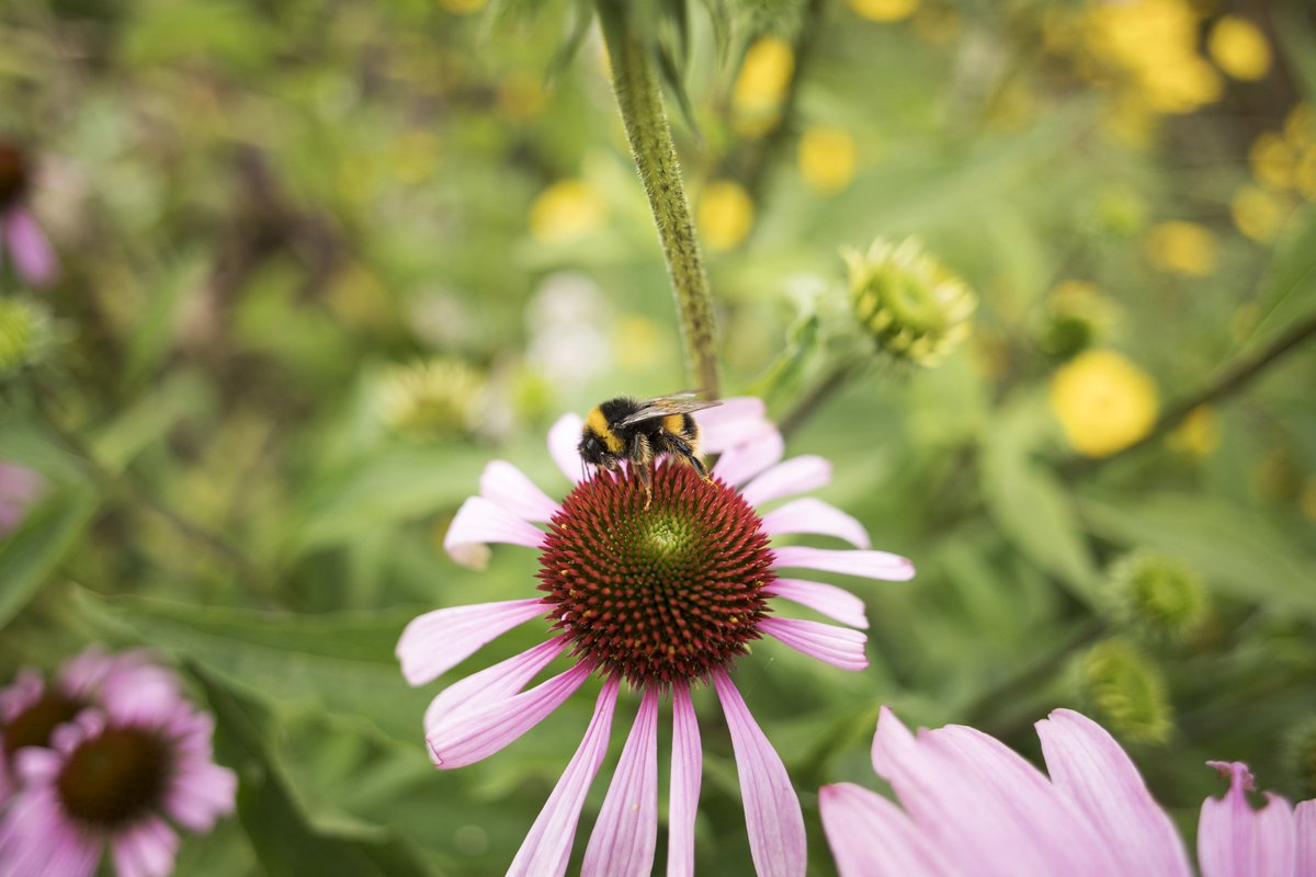 On average there is 50% more wildlife on organic farms compared to non-organic farms. Find out more > soilassociation.org/beeorganic #BeeOrganic 🐝