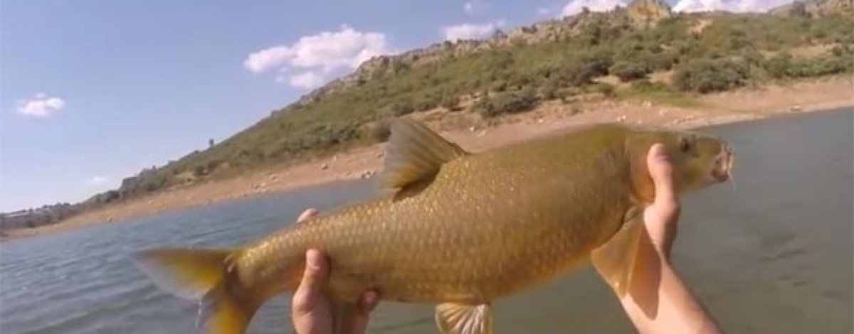 StrikePro2's tweet photo. Claves para practicar la pesca de barbos a spinning https://t.co/jf8zyzifju #pescadeportiva #pescaspinning #pescadebarbo #embalsesdepesca https://t.co/NjNVsQtyCT