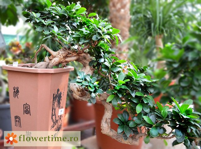 FlowerTimeCluj's tweet photo. #cascade #bonsai #ourcollection
https://t.co/76UC6ELQSE https://t.co/wkDlIwSUBA