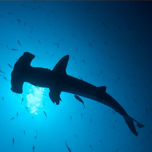 NJD_M0X_CITY's tweet photo. @SharkWeek awesome #HammerheadInvasion episode! @SharksNeedLove @DrGuttridge ππΌ #SharkWeek2017 https://t.co/RtxZ5l1e2y