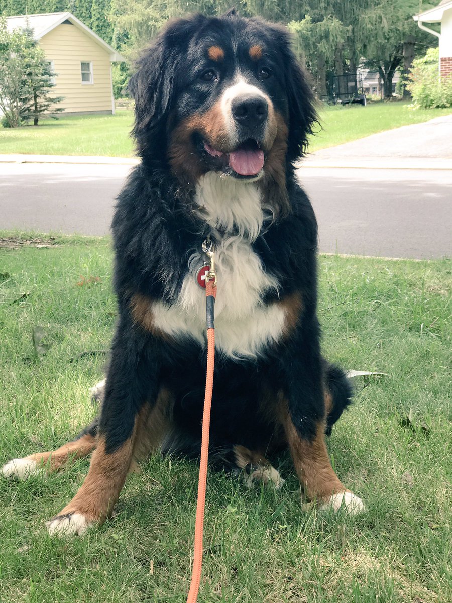 general_sherm's tweet photo. Been a while since we've worked on my training lead. Turns out I haven't forgotten anything. #imjustabrat #teendog #bernesemountaindog https://t.co/4WLetDsOPb