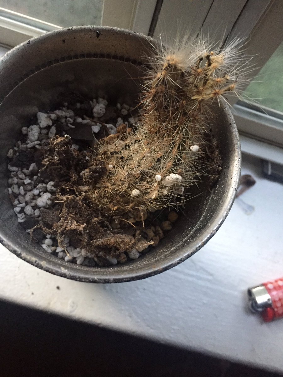 MoeWelliver's tweet photo. They never told me how hard parenthood really was. #RIPLilT https://t.co/TKzdzSmyyf