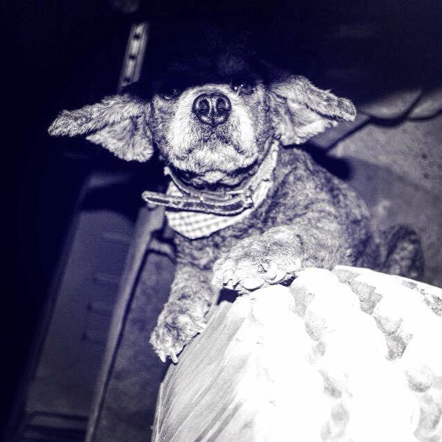 iHmm13's tweet photo. Sabías que en México viven 18 millones de perrit@s y que solo el 30% tiene dueño? - @INEGI_INFORMA #NoCompresAdopta 🐶🙏🏽💙 https://t.co/nb4b6Ruyr1