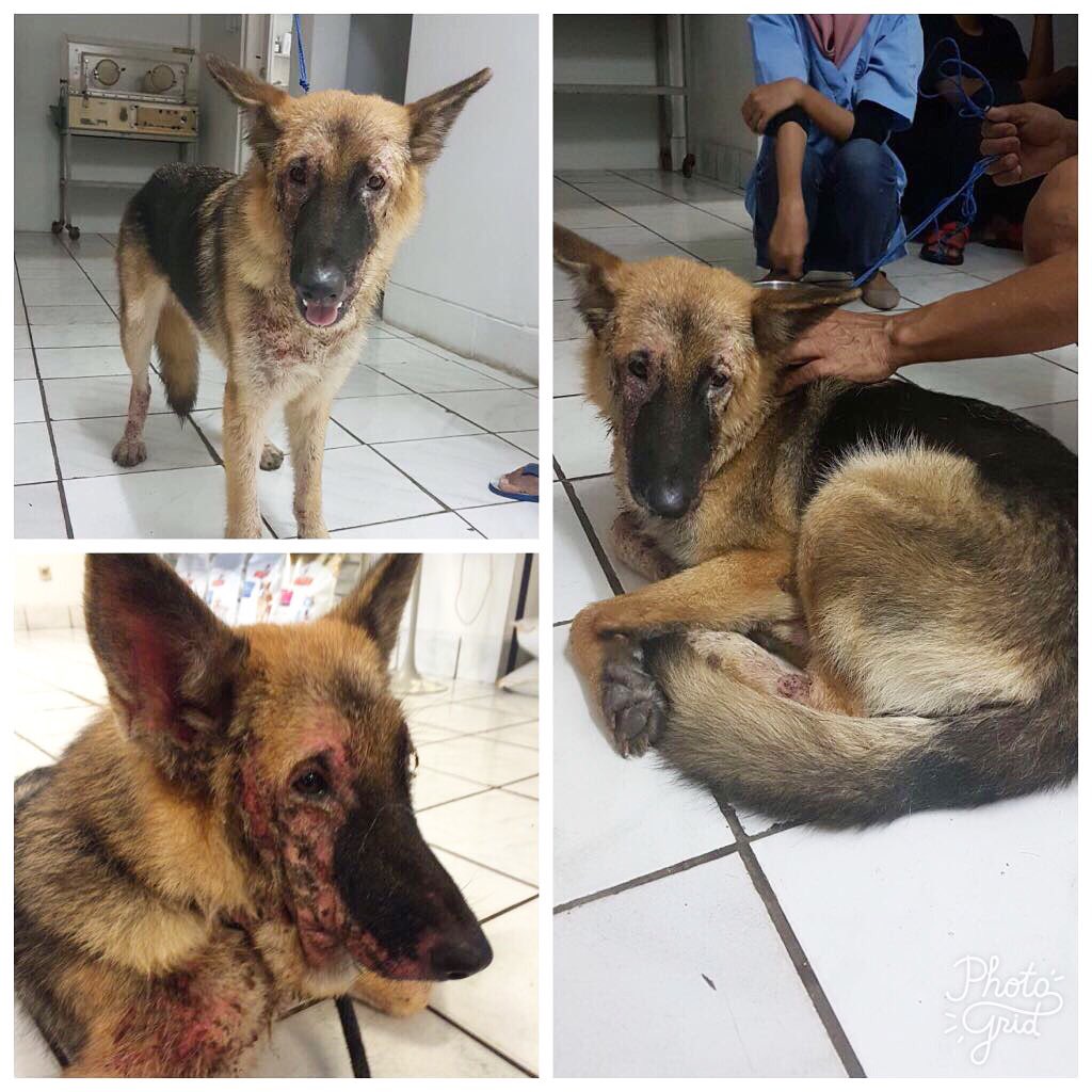 Jakarta Animal Aid tweet media