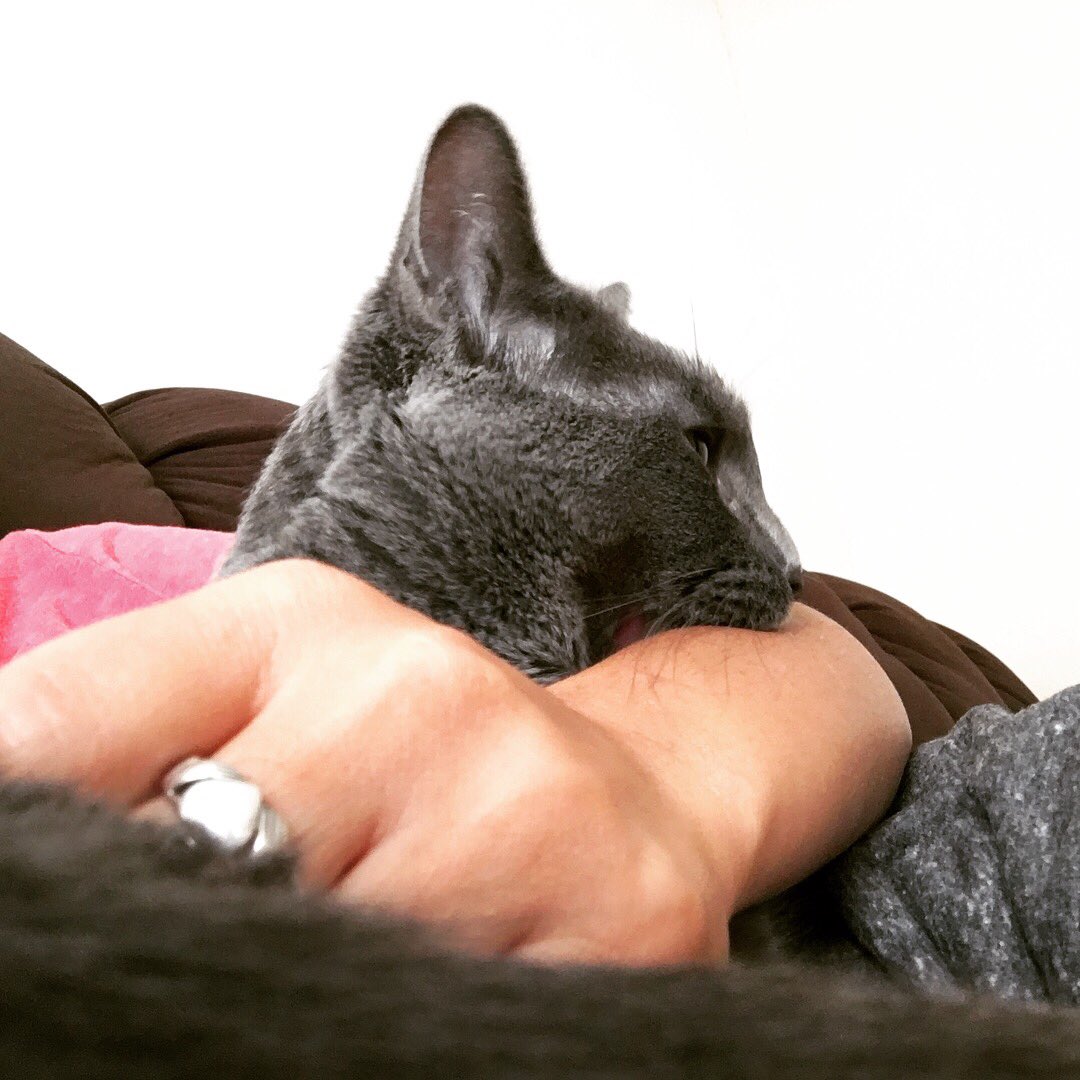 SneezyMonster's tweet photo. 🐱❤️ #MeowLife https://t.co/XlztP3Lydi
