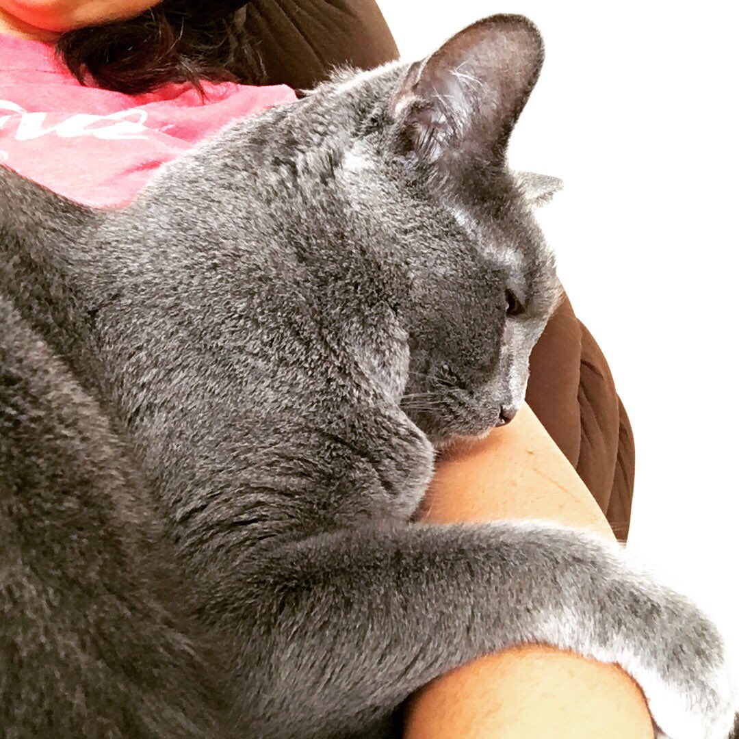 SneezyMonster's tweet photo. 🐱❤️ #MeowLife https://t.co/XlztP3Lydi