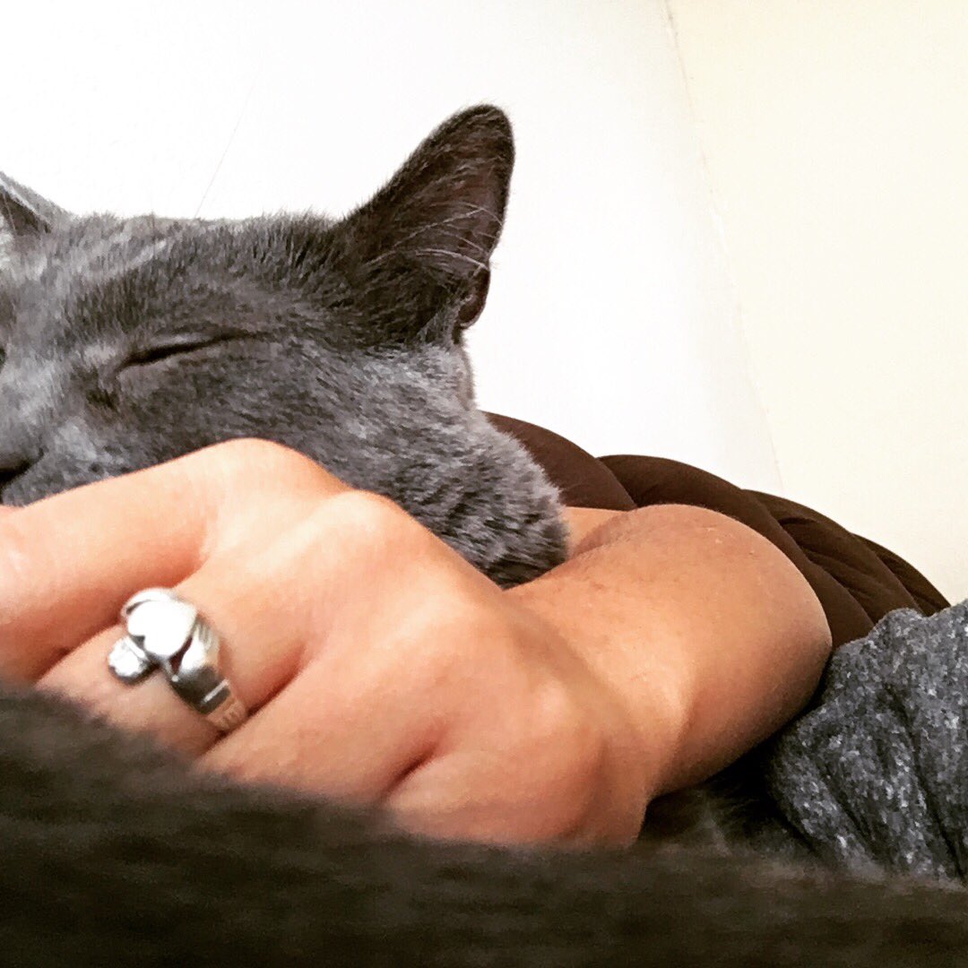 SneezyMonster's tweet photo. 🐱❤️ #MeowLife https://t.co/XlztP3Lydi