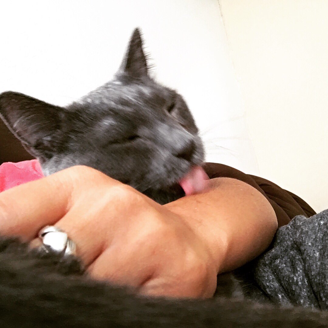 SneezyMonster's tweet photo. 🐱❤️ #MeowLife https://t.co/XlztP3Lydi