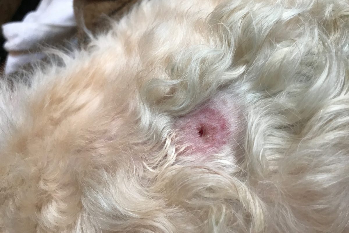 A Haddonfield doctor euthanized his dog after s Now a haddonfield doctor euthanized his dog after s now his new dog is accused of aggression bit ly2gviyvl phillypic il3vqmouoa