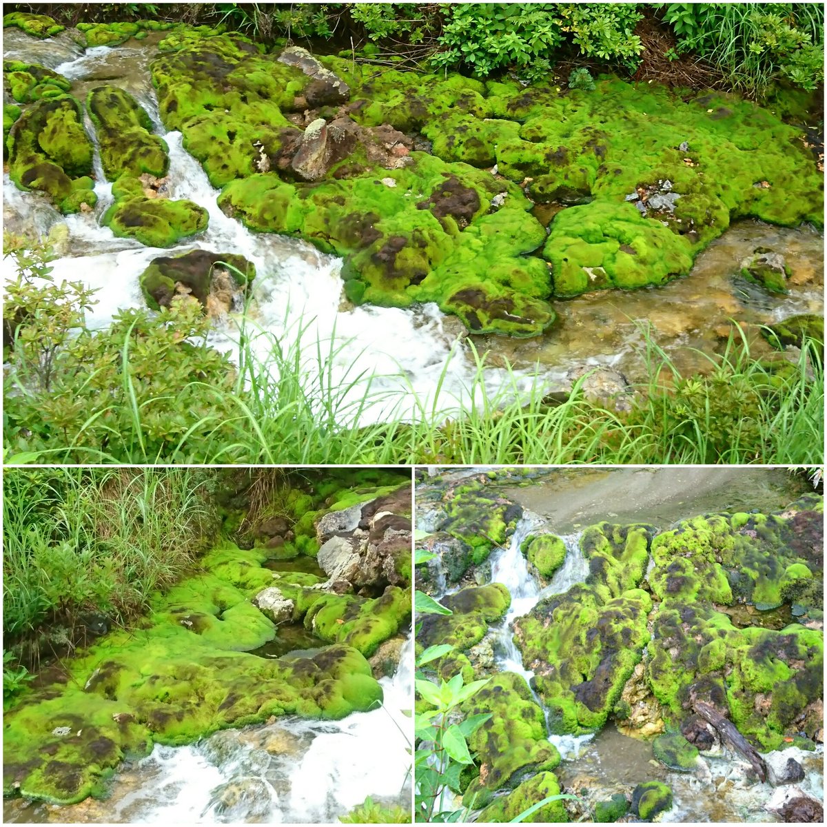 チャツボミゴケ公園 チャツボミゴケ公園