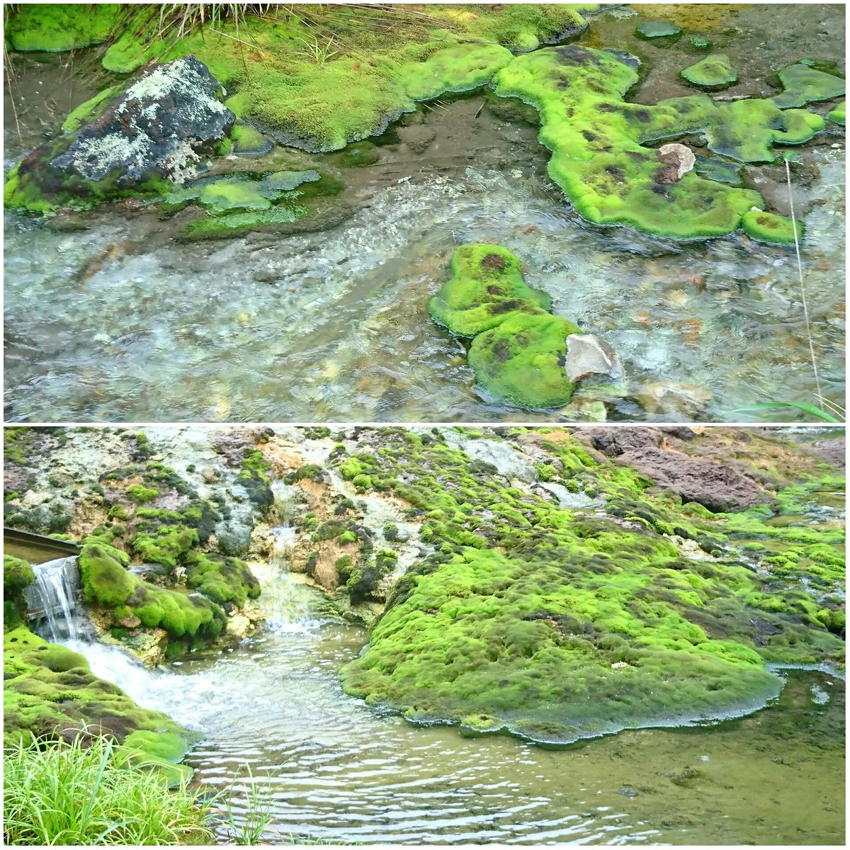 チャツボミゴケ公園 チャツボミゴケ公園