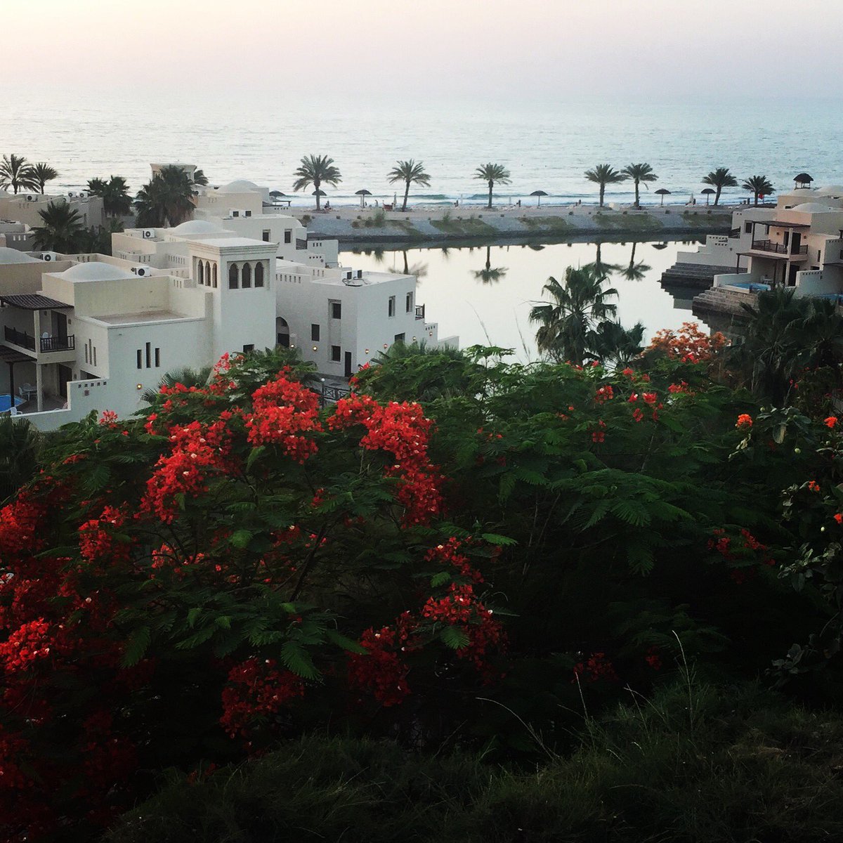 صباح الجوري المعطّر بدهن العود وأتباعه