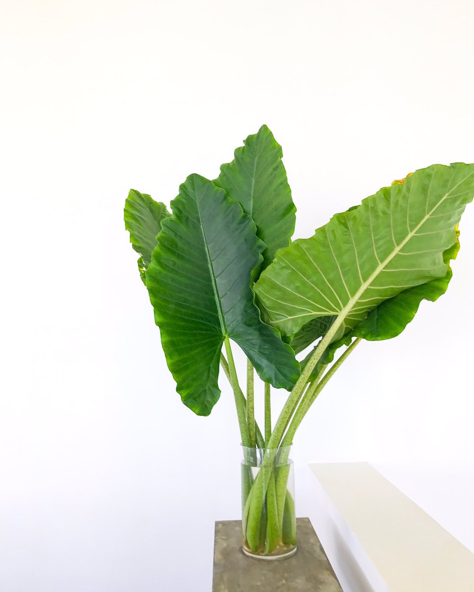 Palm Life = Good Life 🌱
#travel #traveler #wanderlust #srilanka #travelmore #visitsrilanka #arabellaonboossa #gintota #iamtraveler