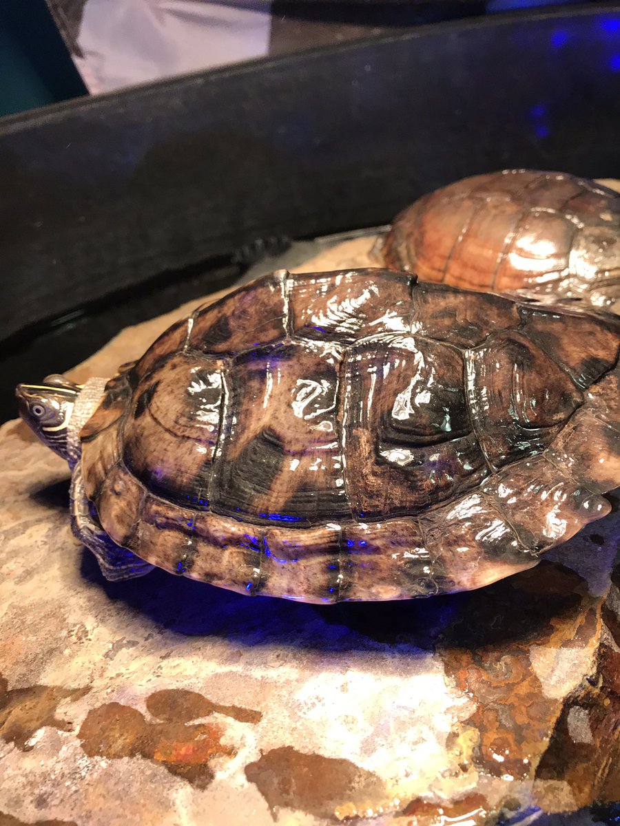 Memorypathherps tweet picture