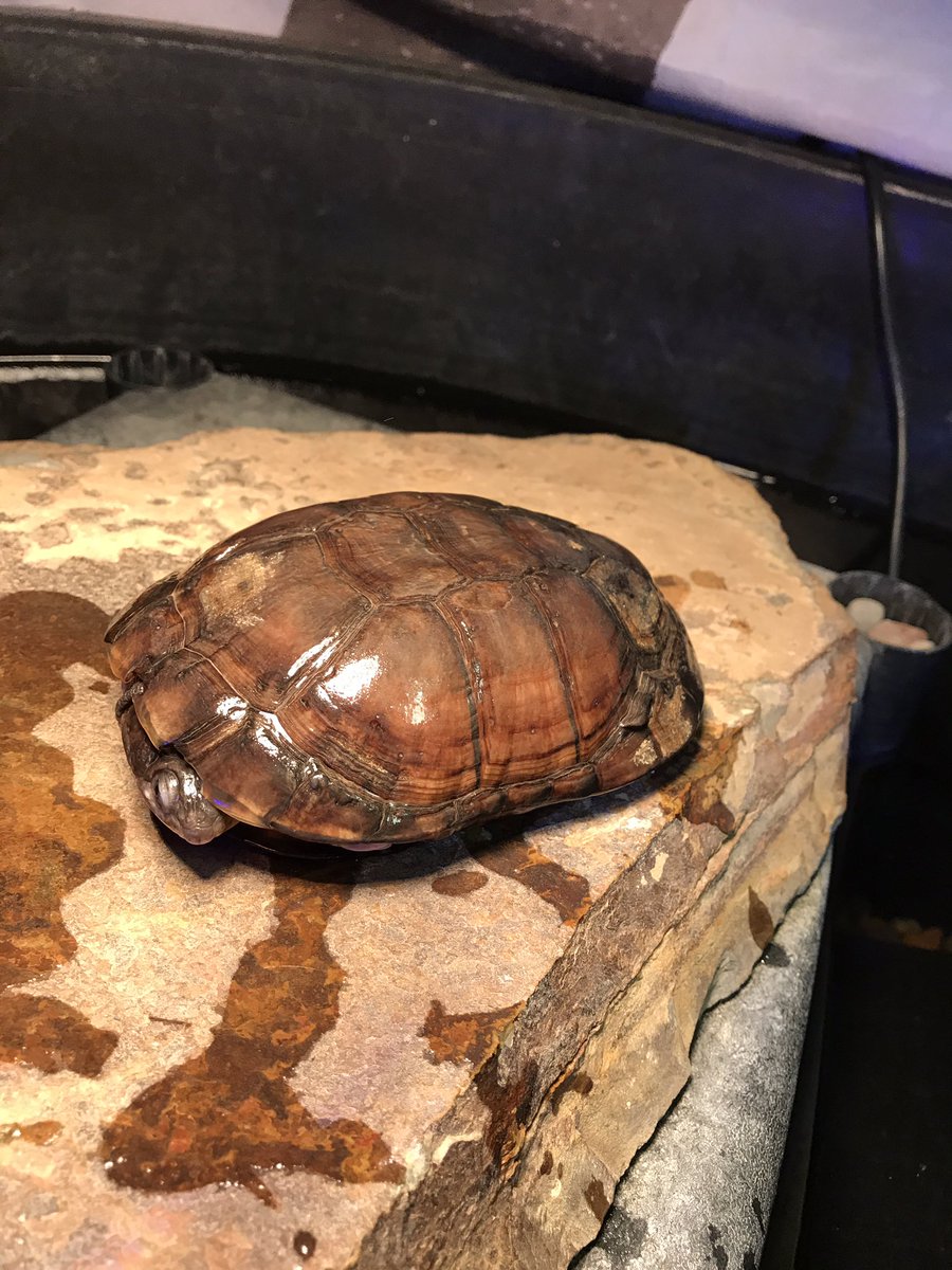 Memorypathherps tweet picture